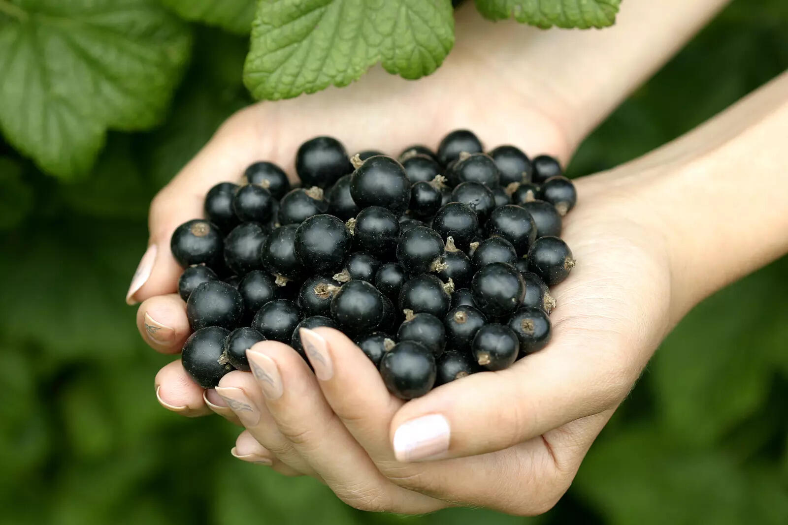 ​Black current: McCormick's 'Flavour of the Year' 2026​