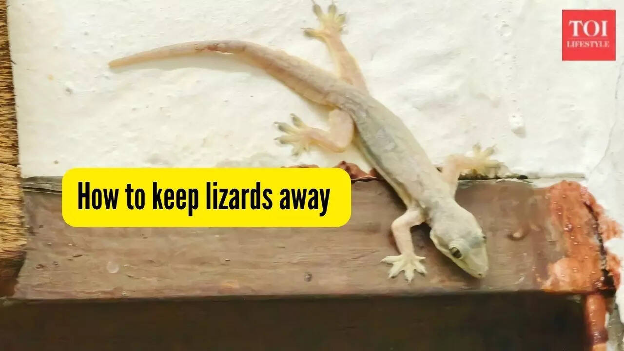 How to keep lizards away from your house? 5 practical ways that always work