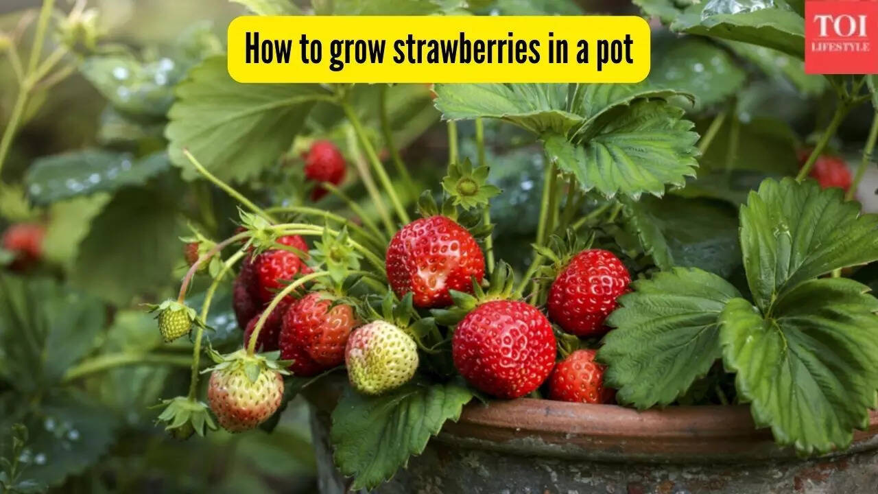 How to grow strawberries in a pot: A practical guide for fresh, homegrown berries
