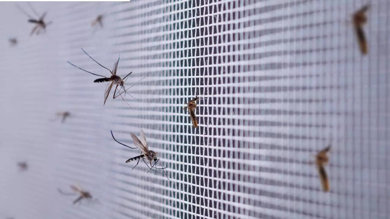 Brazil is using mosquitoes to fight dengue, zika, and chikungunya