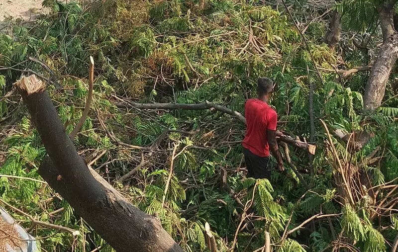 Nagpur: Maharashtra Govt Announces Felling Of 382 Trees For Eastern Freeway Expansion from Mulund To Thane