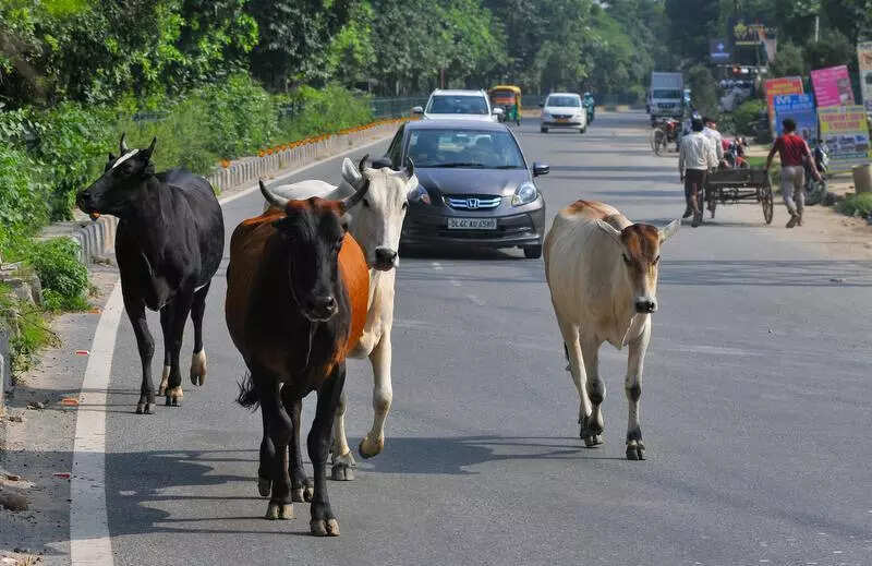 Gurgaon civic body fines agency for negligence in cattle management