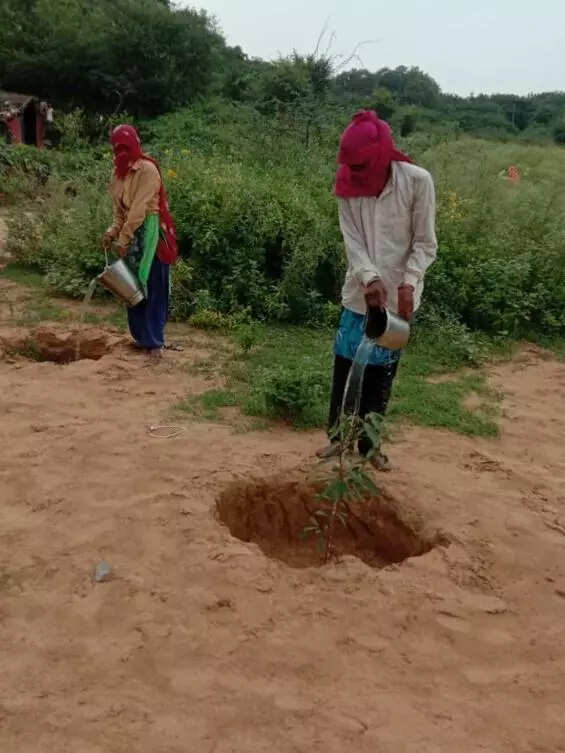 Good intention, shoddy execution: What’s ailing Haryana’s Van Mitra plantations