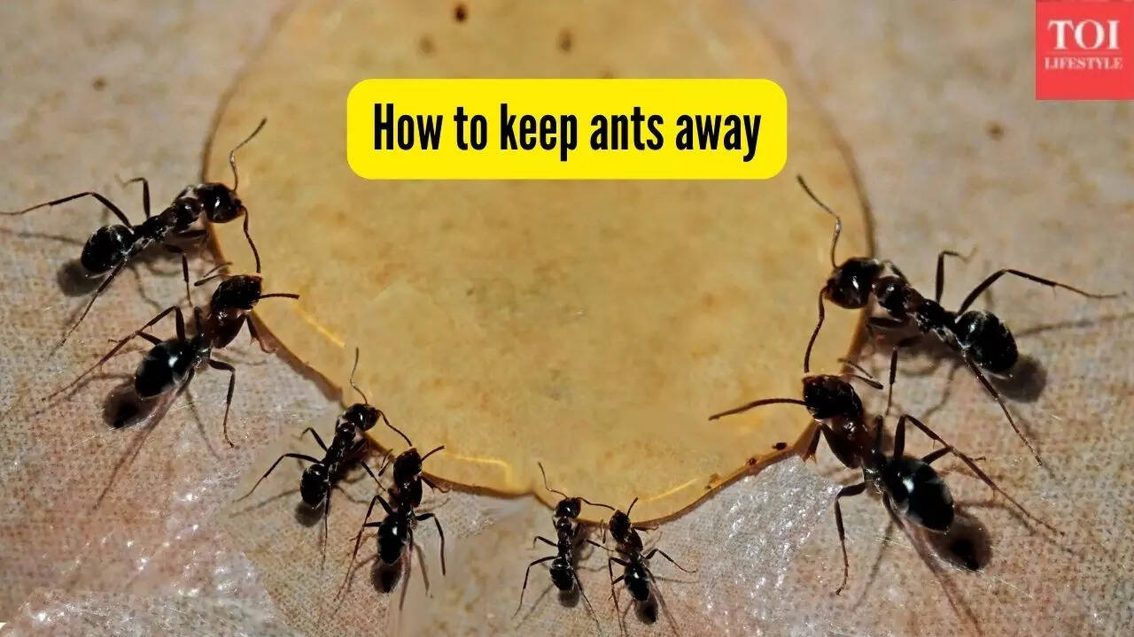 How to keep ants away from your home? 5 methods homemakers swear by