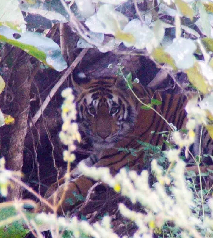 msid 125920304,imgsize 65428 https://jaipur.visitinrajasthan.com/wp-content/uploads/2023/10/cropped-cropped-R-2.png