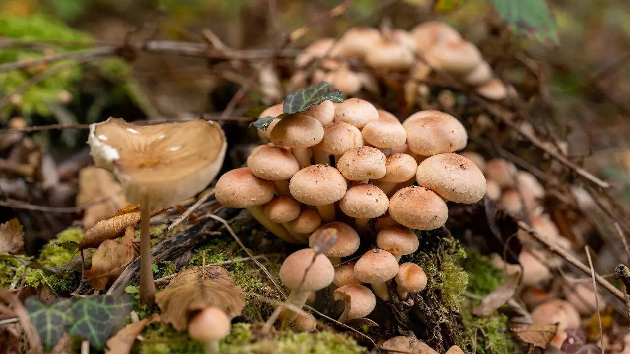 Marshmallow root benefits: What this soothing traditional herb may help with