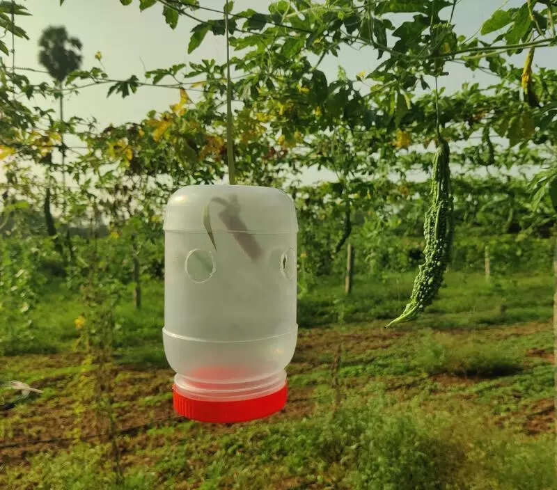 Kovai’s TNAU gets patent for formulating chemical to control melon flies in gourds