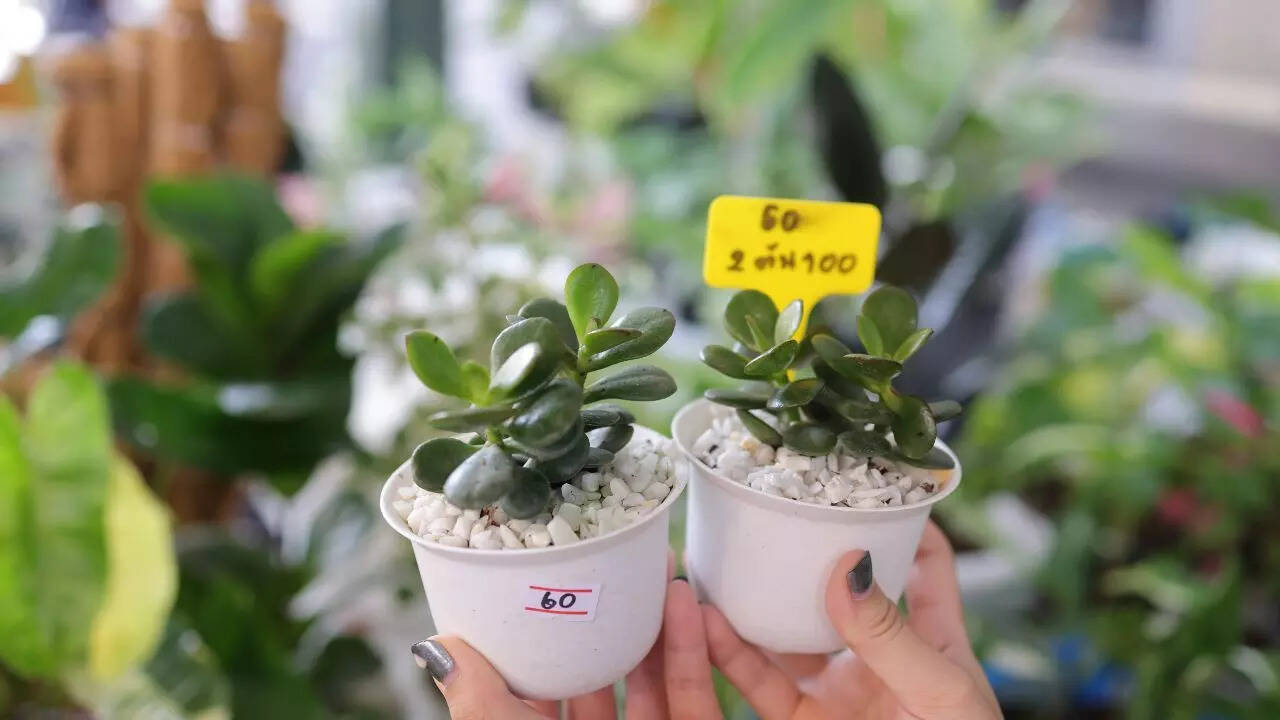 10 jade plant varieties to brighten your home with colour and positive energy