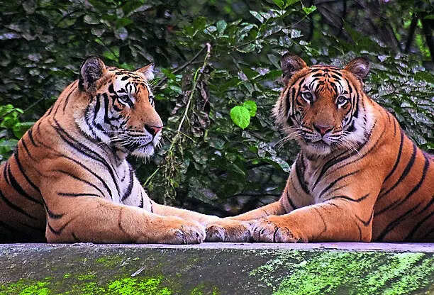 Big cat toll: 6th tiger dies in MP in a week, annual death hits record 54