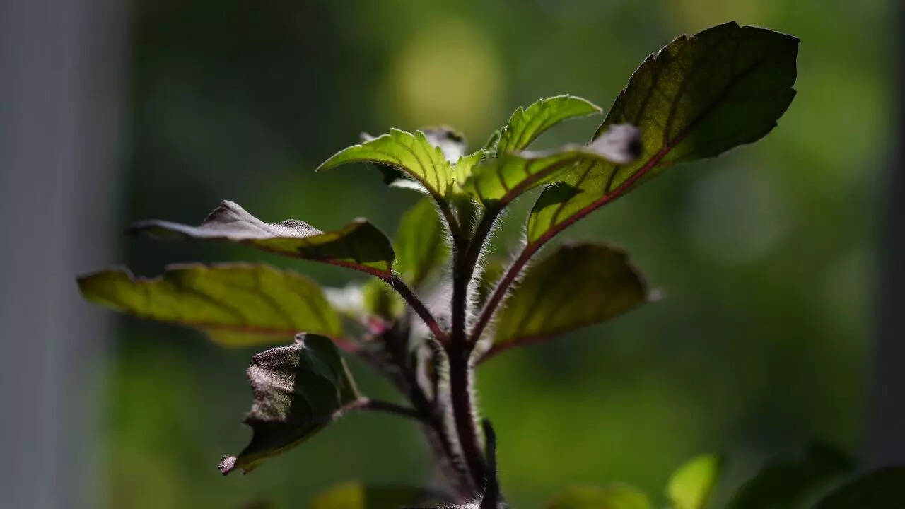 Tulsi for diabetes: How holy basil supports blood sugar control, improves insulin sensitivity, reduces stress, and boosts overall health