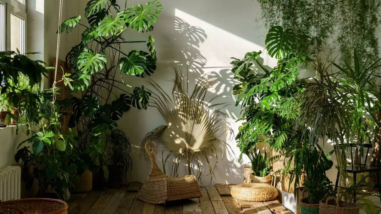 Houseplant care guide: 8 plants that should not be in direct sun