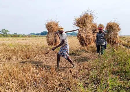 Jharkhand government to begin paddy procurement from Monday