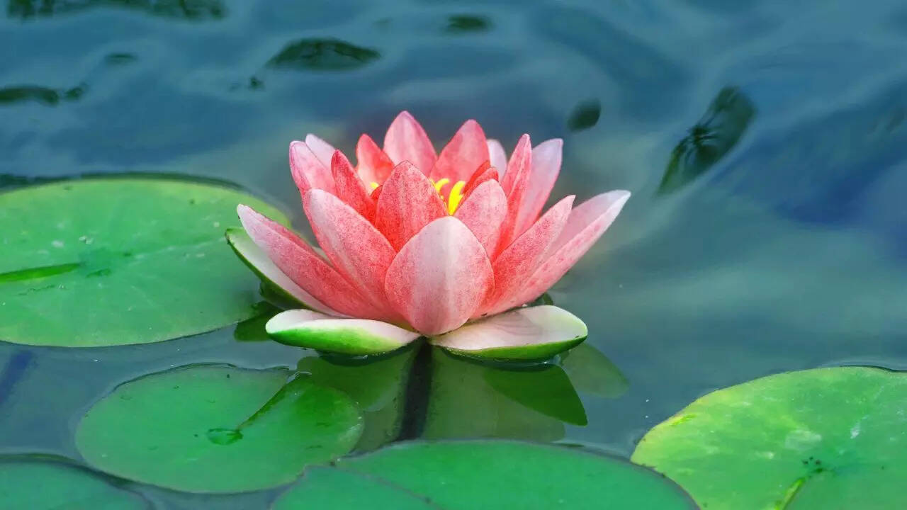 10 edible Indian flowers that have been part of traditional cooking for centuries