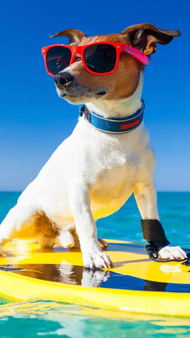 Top 10 most popular dog names for 2025