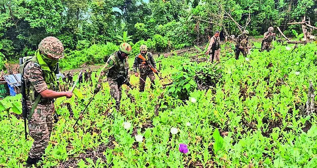 Police destroy poppy cultivation on 16 acres in Latehar