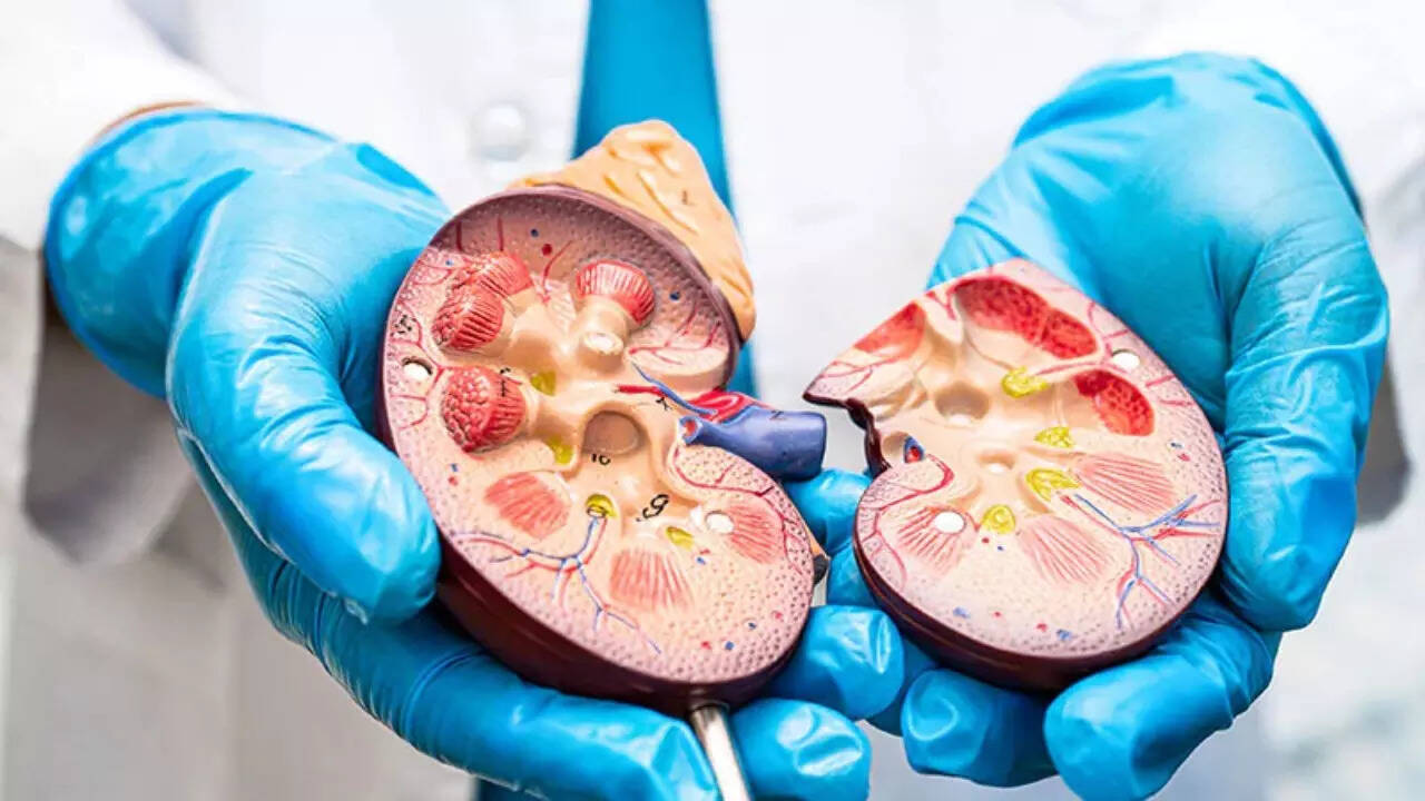 Kidney (7)