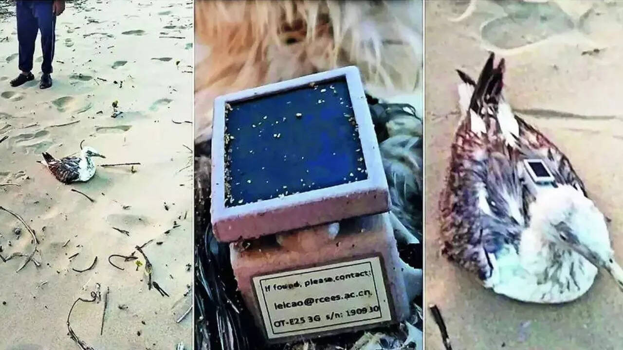 Flying spy? Seagull with made-in-China GPS tracker found on Karnataka beach