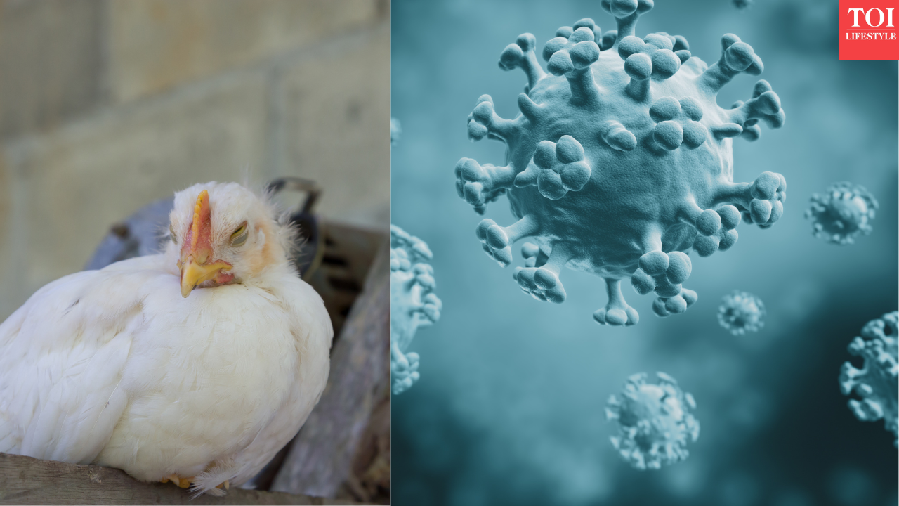 Could bird flu become the next pandemic? What current evidence shows