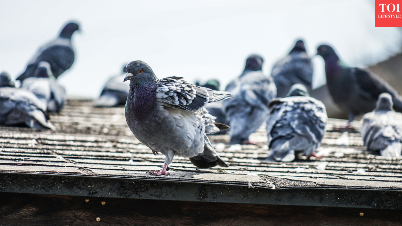 Pigeon droppings and public health crisis: Karnataka moves to curb feeding in cities