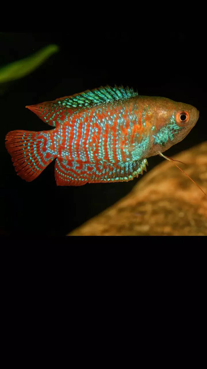 10 most beautiful fish for small aquariums that are easy to care for