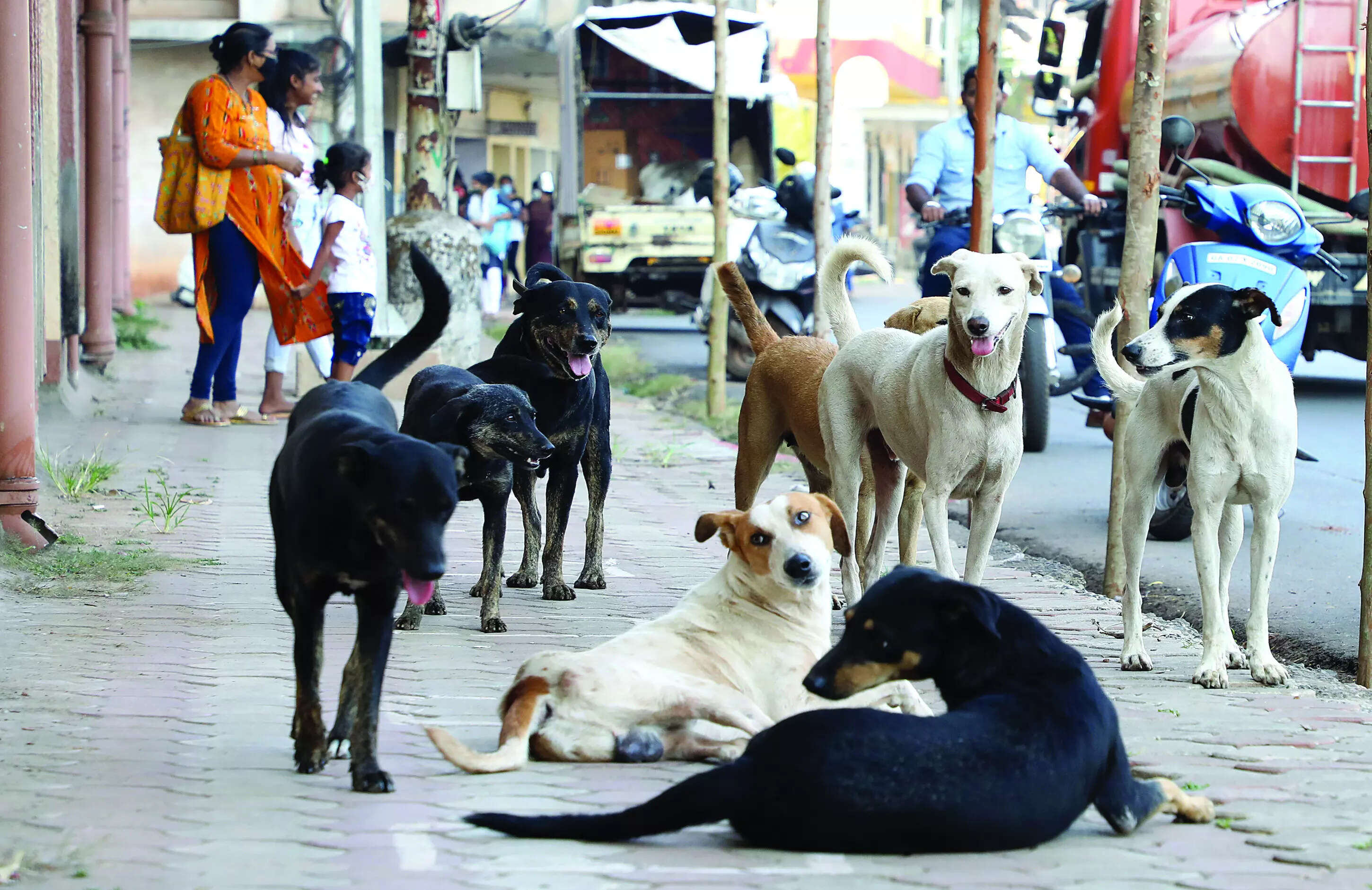 'We will play video for you': SC to petitioner over 'inhuman' treatment of stray dogs by MCD; next hearing on Jan 7
