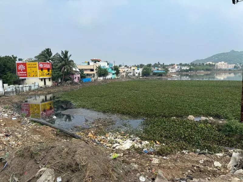Encroachments, sewage, water hyacinth choke Pallavaram lake