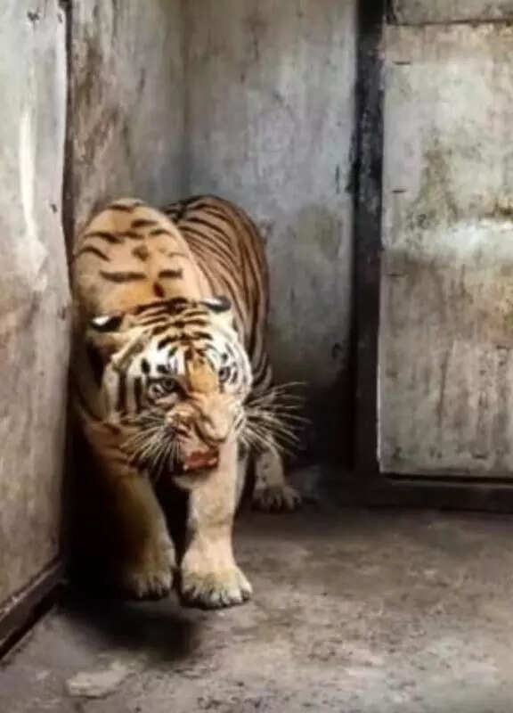 Ailing tigress dies, 3rd death at zoo in 3 months