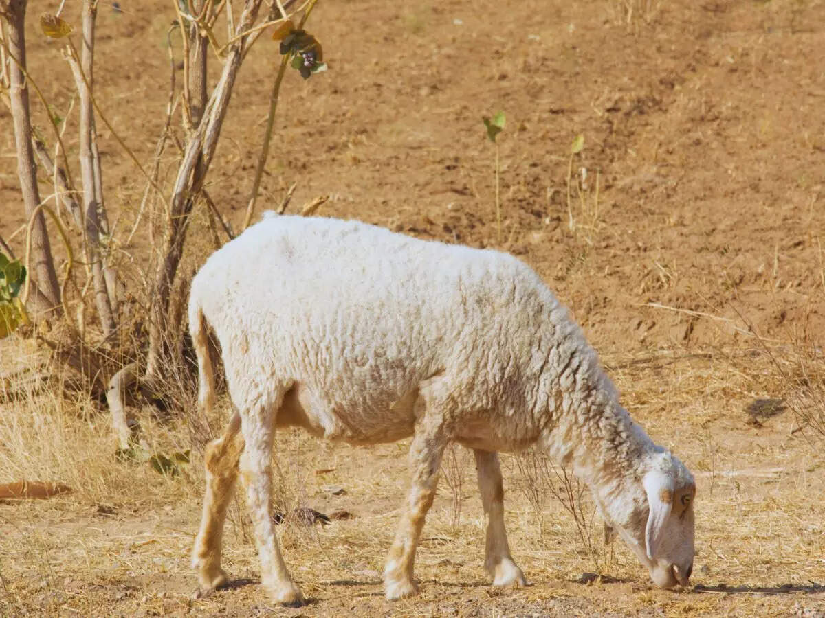 Kuldhara Sheep