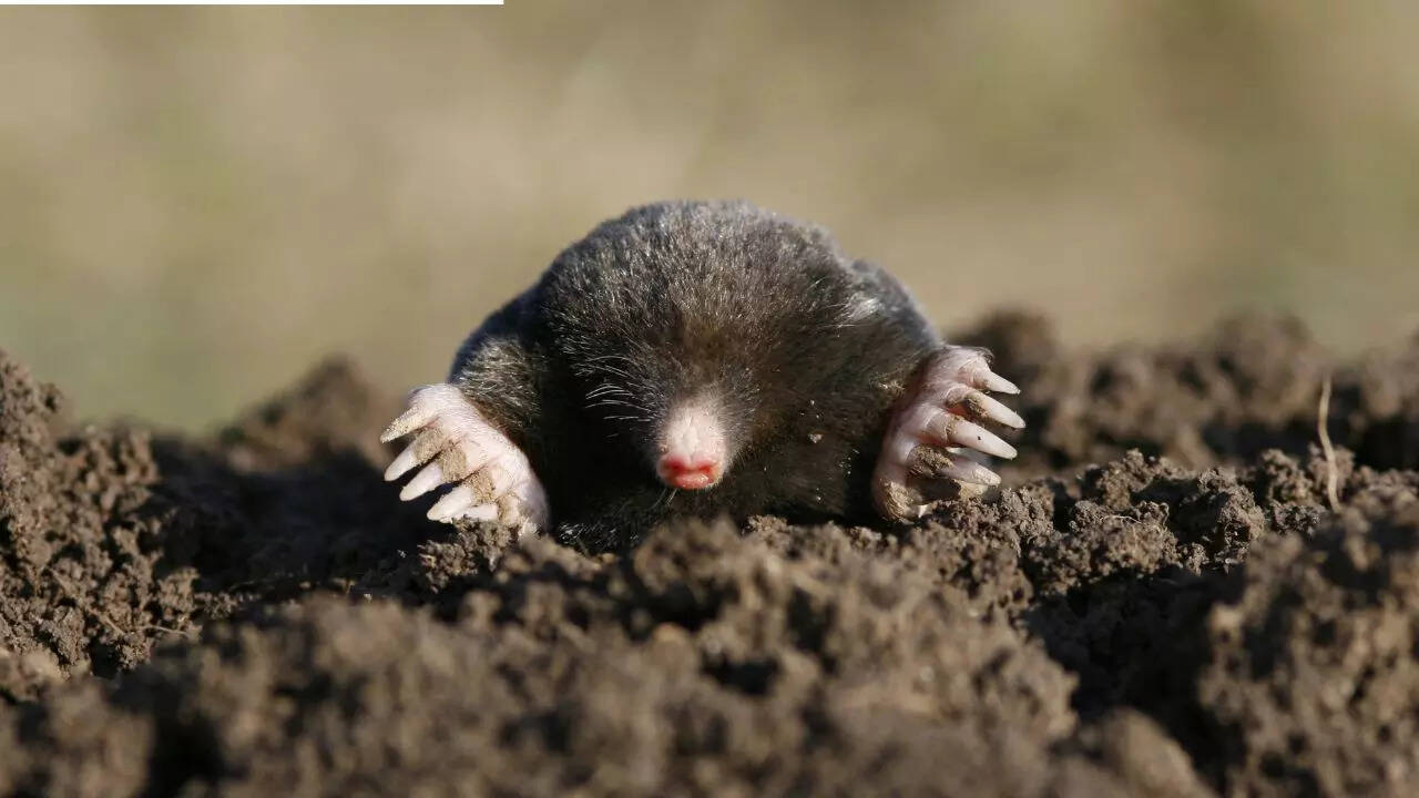 Daily mistakes that could be attracting moles to your gardens and lawns