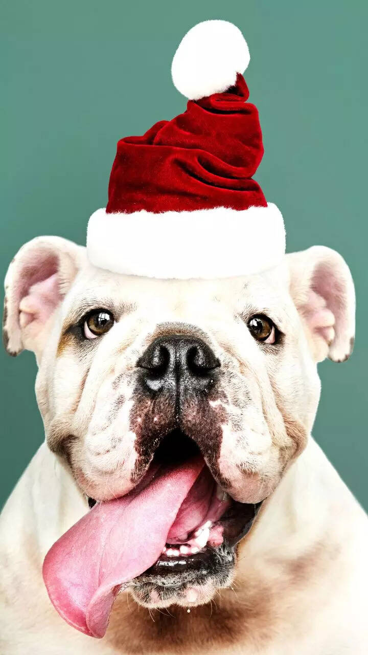 10 Christmas foods toxic to dogs every pet parent should know