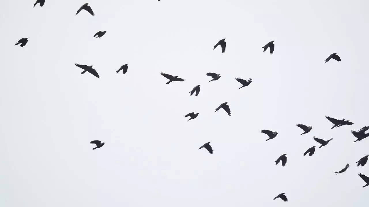 Crows