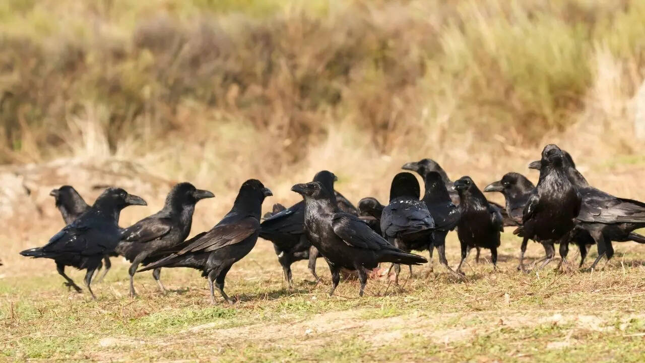 Crows