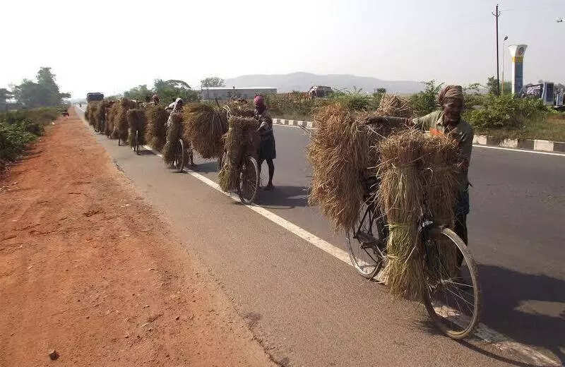 ‘Delayed’ procurement makes K’pada farmers sell paddy below MSP