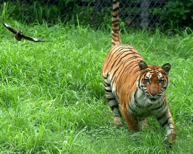 Tiger sightings trigger alerts in three Telangana districts