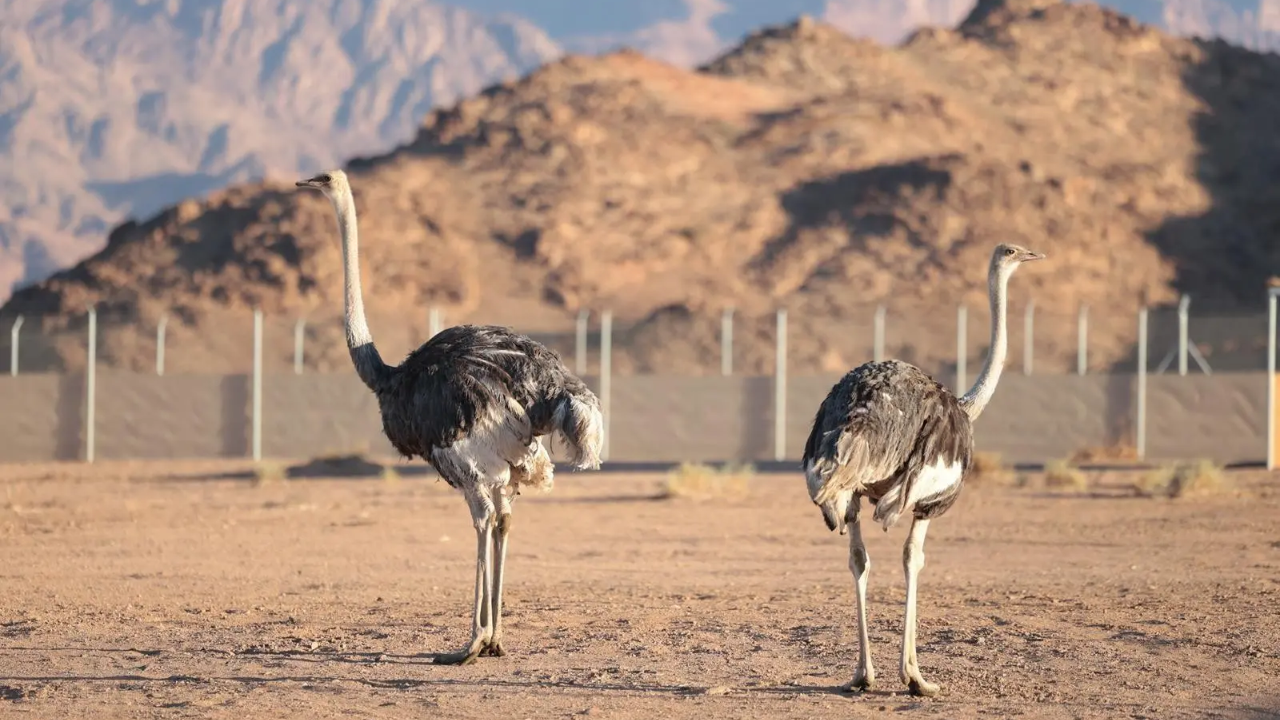 ‘Camel Bird’ Ostriches return after 100 years in Saudi Arabia