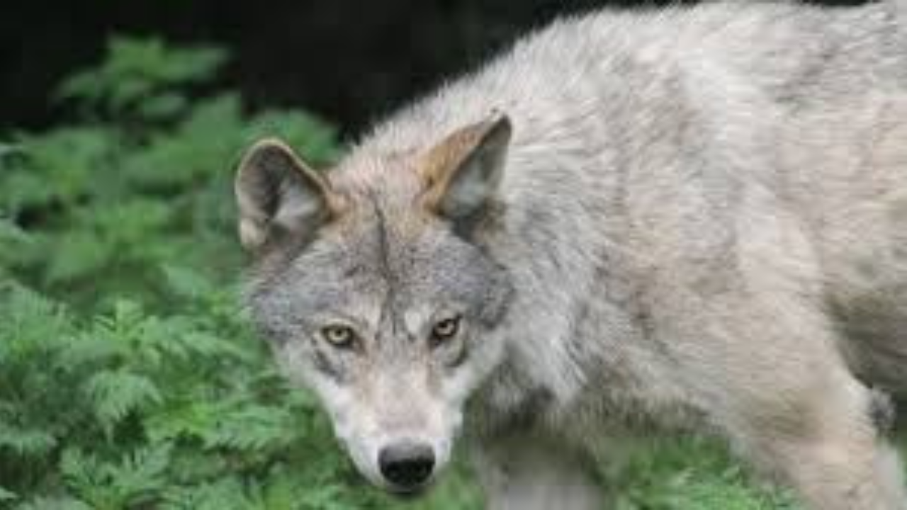 Wolf kills 3-year-old boy in Bahraich, panic grips locals