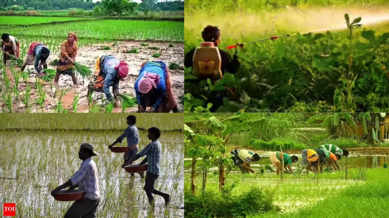 Are pesticides stealing farmers’ memories? Alarming signs emerge from West Bengal’s fields