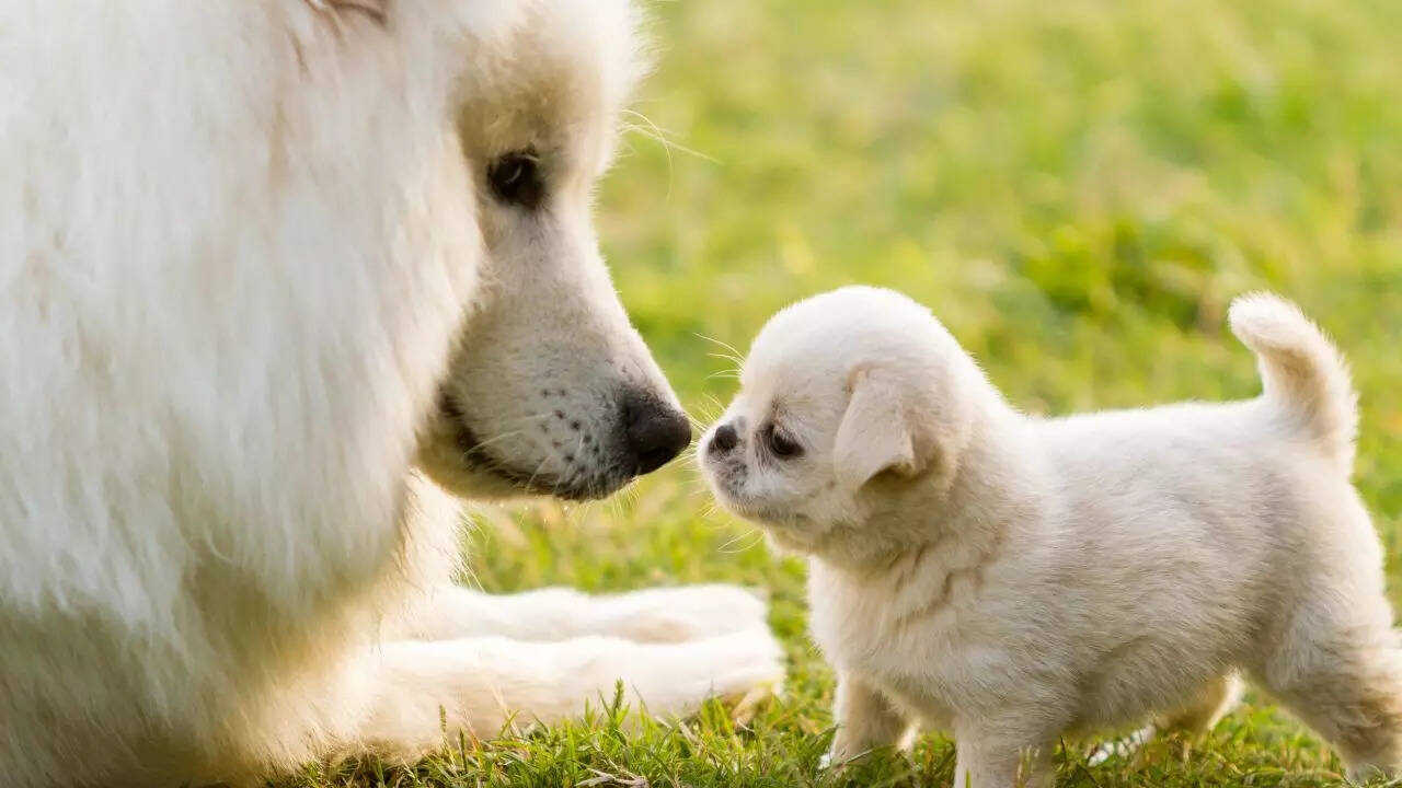 Inhumane act: Puppies burned to death in West Bengal for whimpering in cold; animal lovers protest