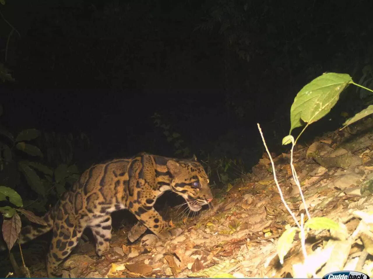 Clouded leopard spotted: Rare clouded leopard sighted in Kakoi Reserve Forest; Highlights conservation importance of smaller habitats