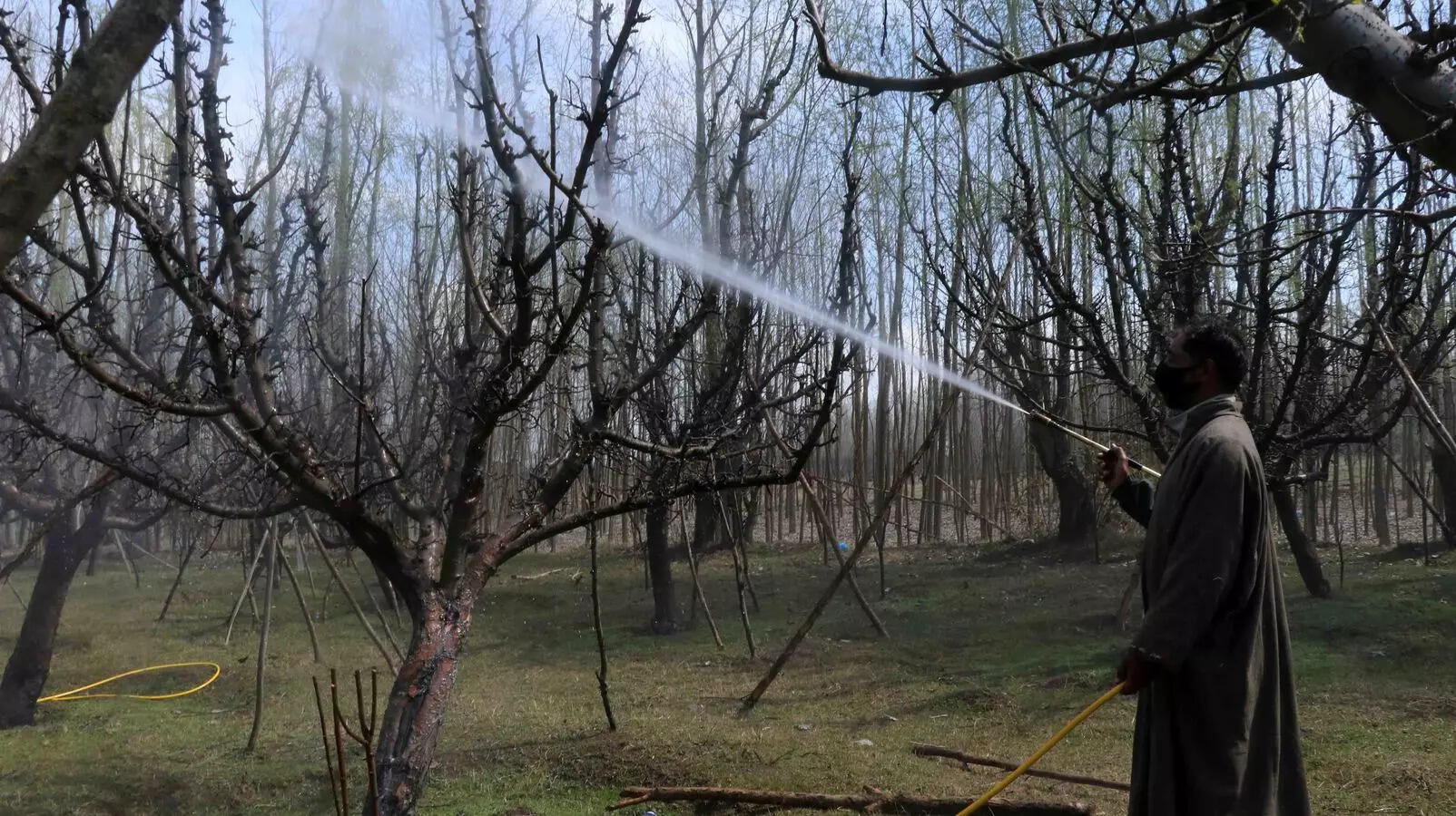 ‘An apple a day’ — but at what cost? Kashmir's orchards raise health alarm