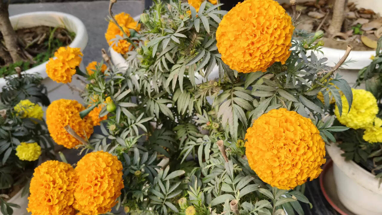 Realme P4x camera_2