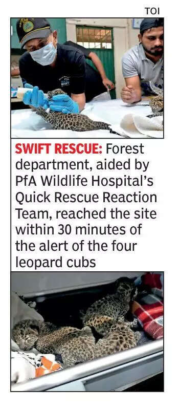 4 leopard cubs rescued near Big Banyan Tree in Bengaluru