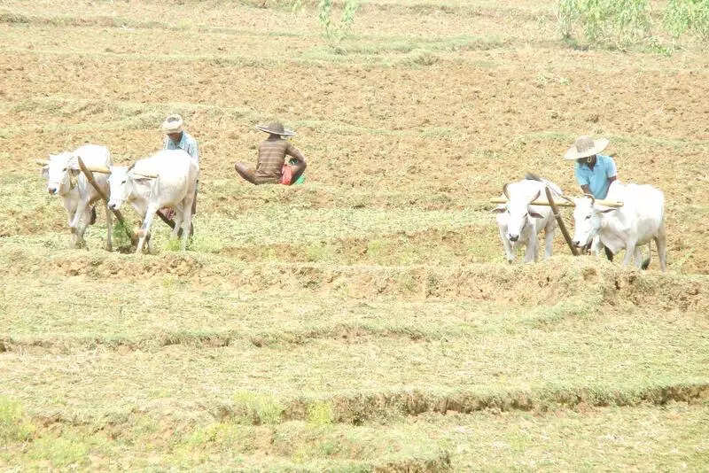 8.85L Odisha farmers enrolled under crop insurance scheme: Min
