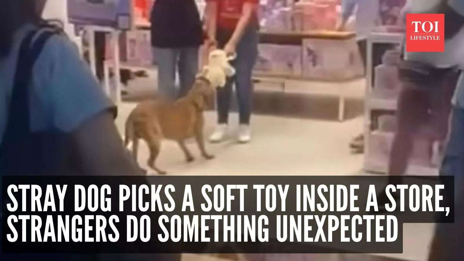 Watch: Stray dog picks a soft toy inside a store, strangers do something unexpected