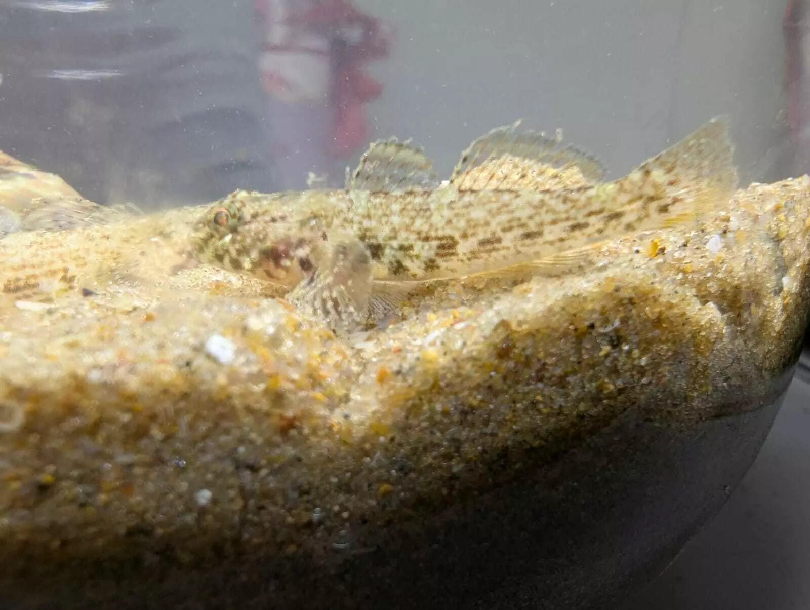 Scientists find Pacific fish in sea near Gopalpur