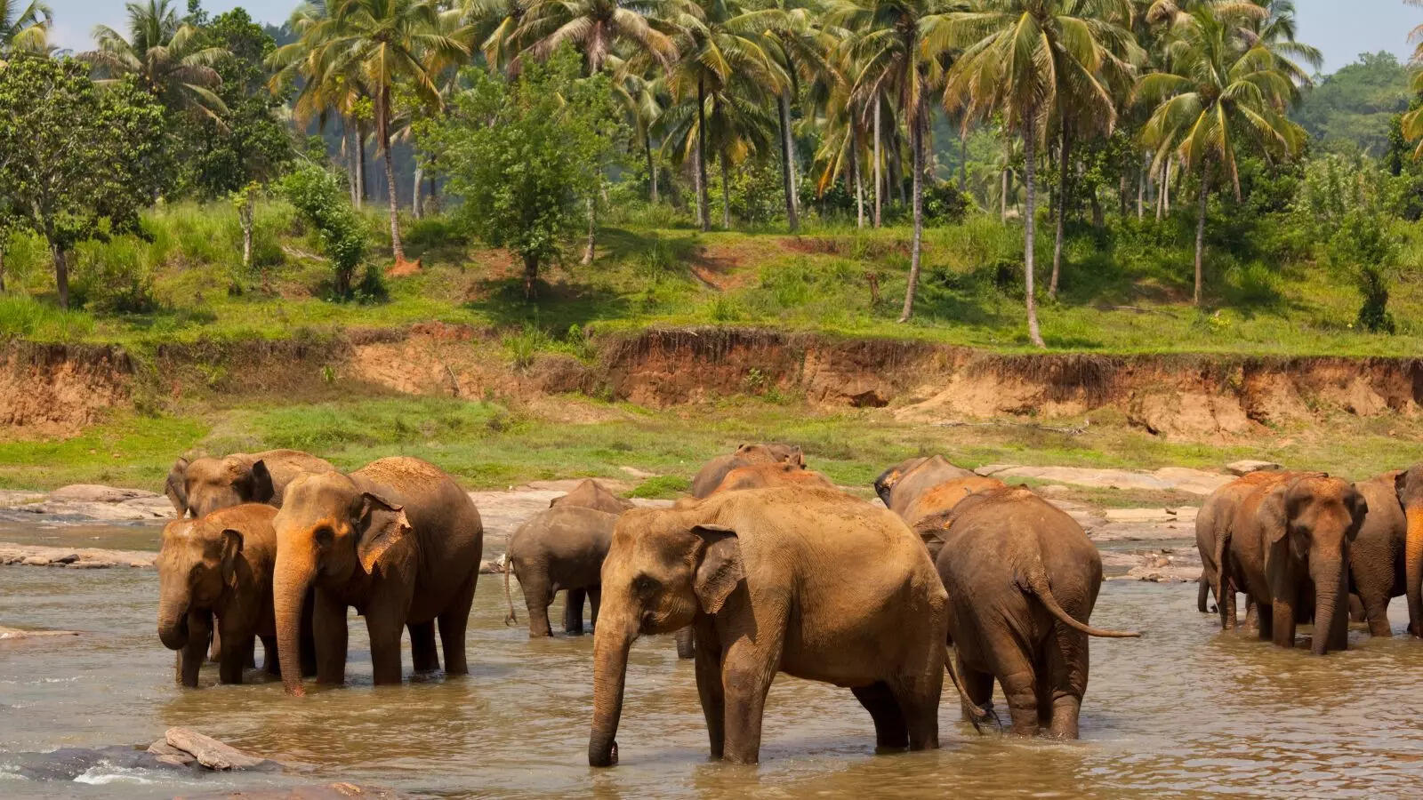1 km-long solar fence at Chandil range to keep elephants at bay