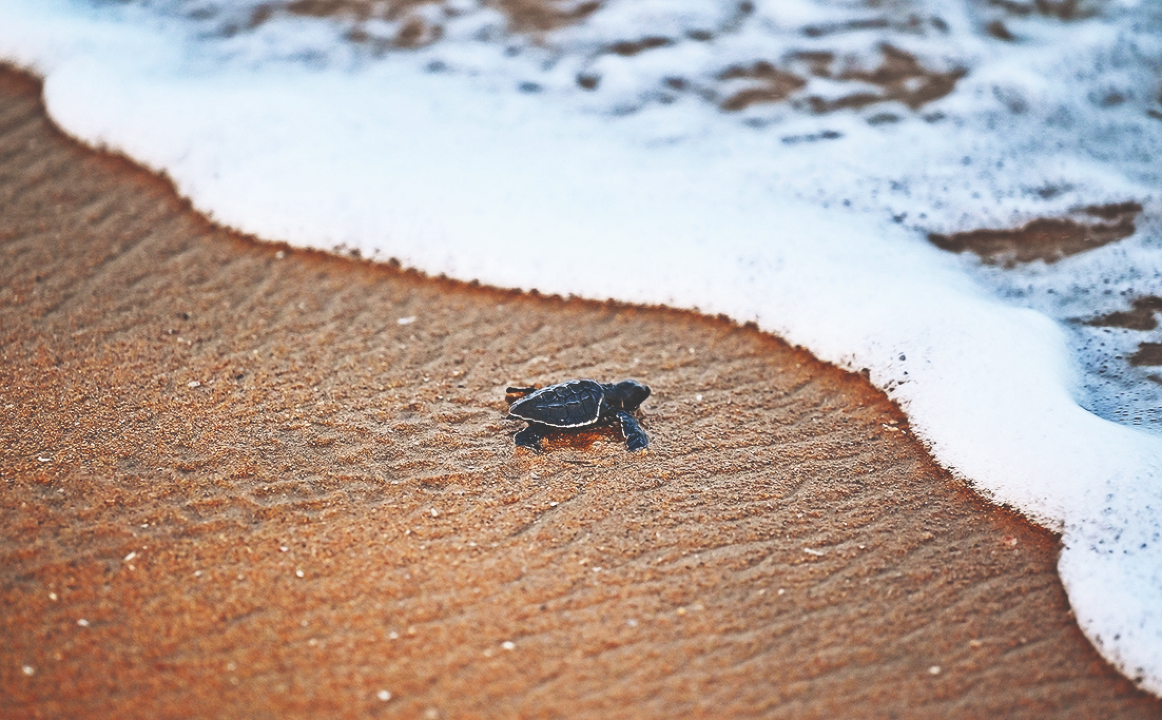 Olive ridley turtle arrives at Galgibaga, lays over 100 eggs
