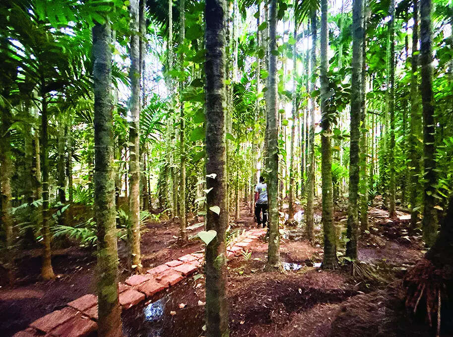 TCP rescinds settlement zoning proposal at Arambol