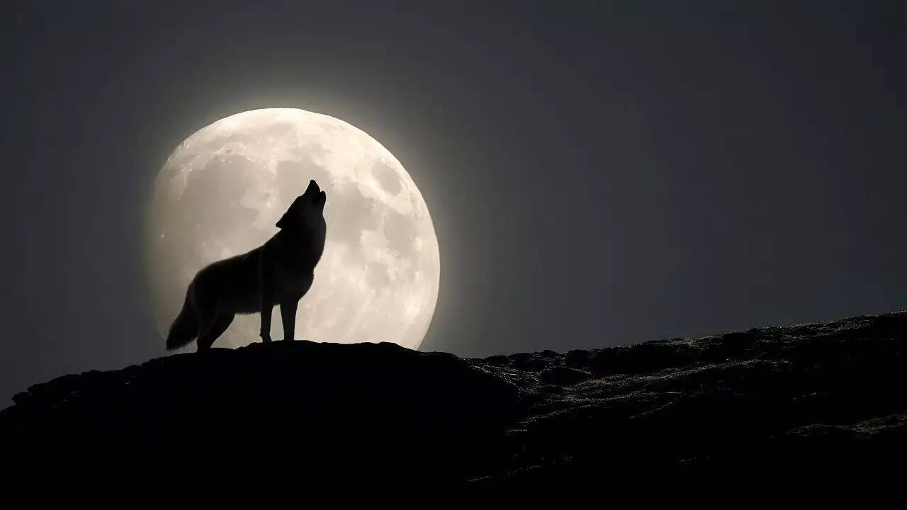 Wolf Supermoon 2026 to light up the skies this weekend: Best time to watch, meaning behind the name and why this year is rare