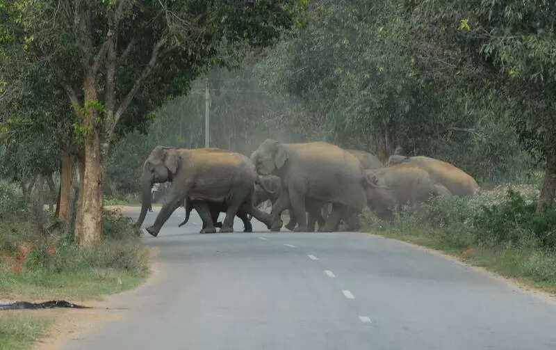 Supreme Court-appointed panel inspects Bannerghatta National Park to assess eco-sensitive zone reduction